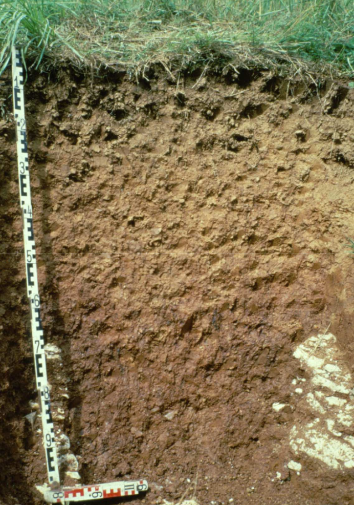 « Terre d’Aubue » de Basse Bourgogne