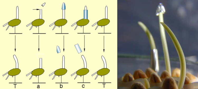 Experience origine phototropisme coléoptile