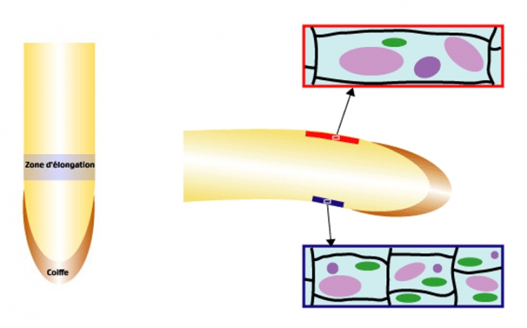 Élongation différentielle des cellules d'une racine