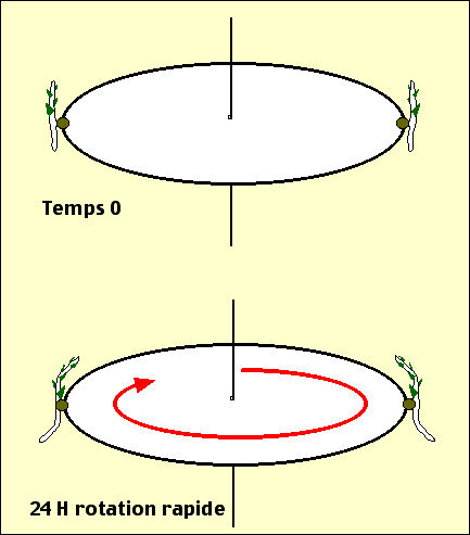 Dispositif rotatif pour étudier le gravitropisme