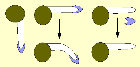 Expérience gravitropisme de la coiffe de la racine