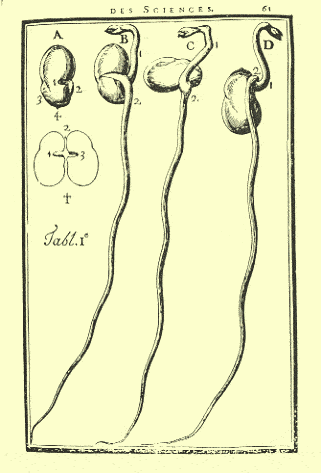 Illustration historique portant sur le gravitropisme