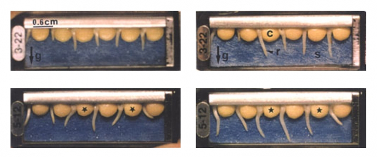 Expérience de germination en condition d'apesanteur