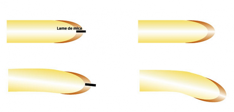 Effet de la limitation de la diffusion latérale de substances dans la coiffe