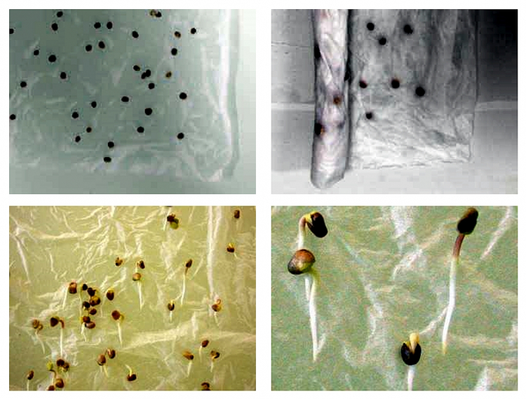 Utilisation de papier absorbant pour étudier le gravitropisme sur des germinations