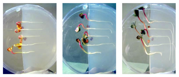 Trois étapes des réactions gravitropiques simultanées de cinq plantules