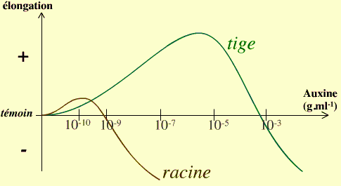 Représentation schématique de la courbe dose-réponse de l'auxine