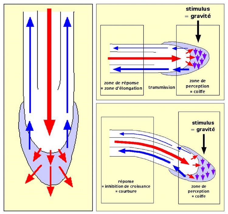 Schémas expliquant la courbure gravitropique de la racine