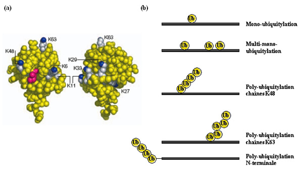 Structure de l'ubiquitine et différents types d'ubiquitylation