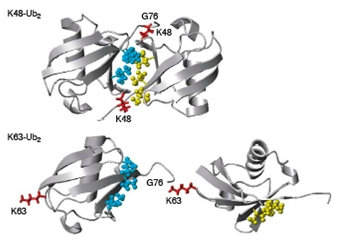 Structure des dimères d'ubiquitine Ub2-K48 et Ub2-K63