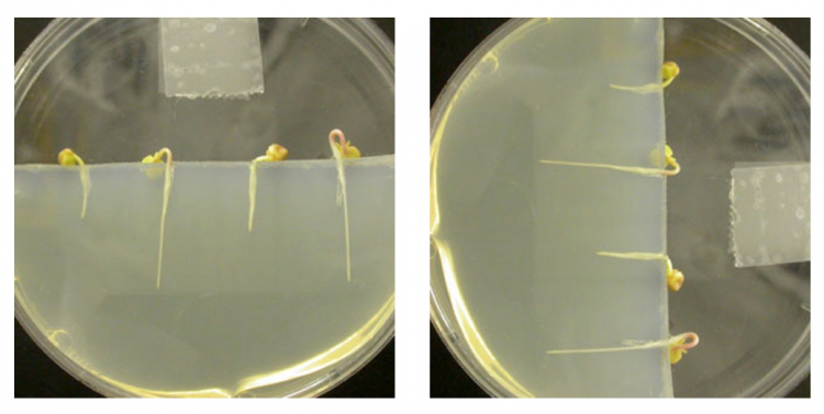 Mise en culture des germination selon une direction de gravité définie