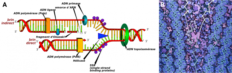 Deux types de représentation de la réplication de l'ADN