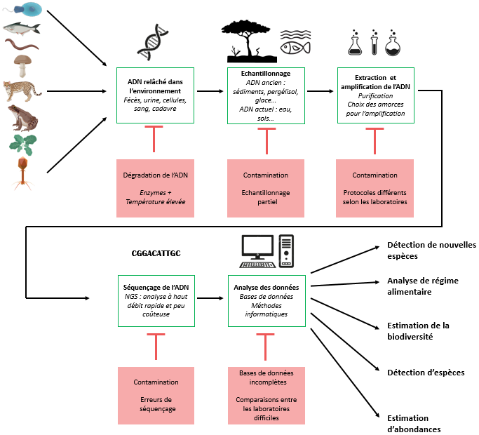 Étapes nécessaires à l’analyse de l’ADN environnemental