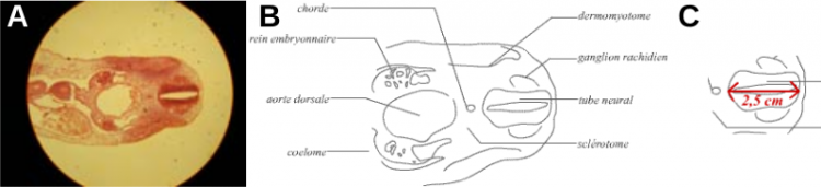 Exemple de mesure sur un dessin d'observation