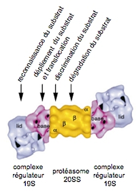 Reconstruction de la structure du protéasome 26S