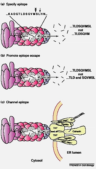 Rôles proposés pour le complexe PA28α/β