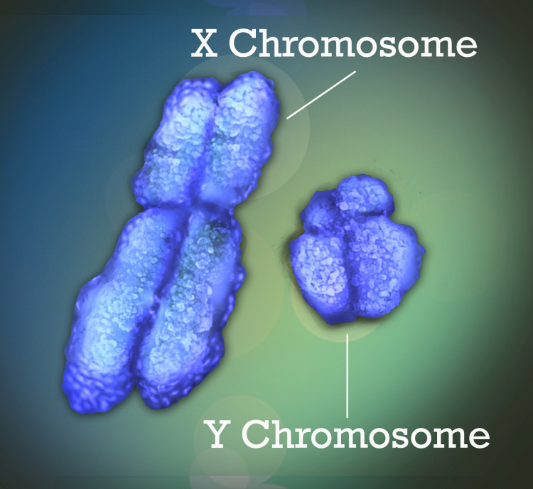 Chromosomes X et Y