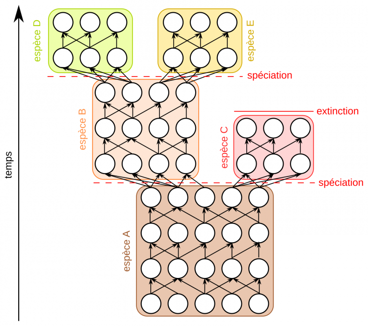 Évolution des espèces et spéciations