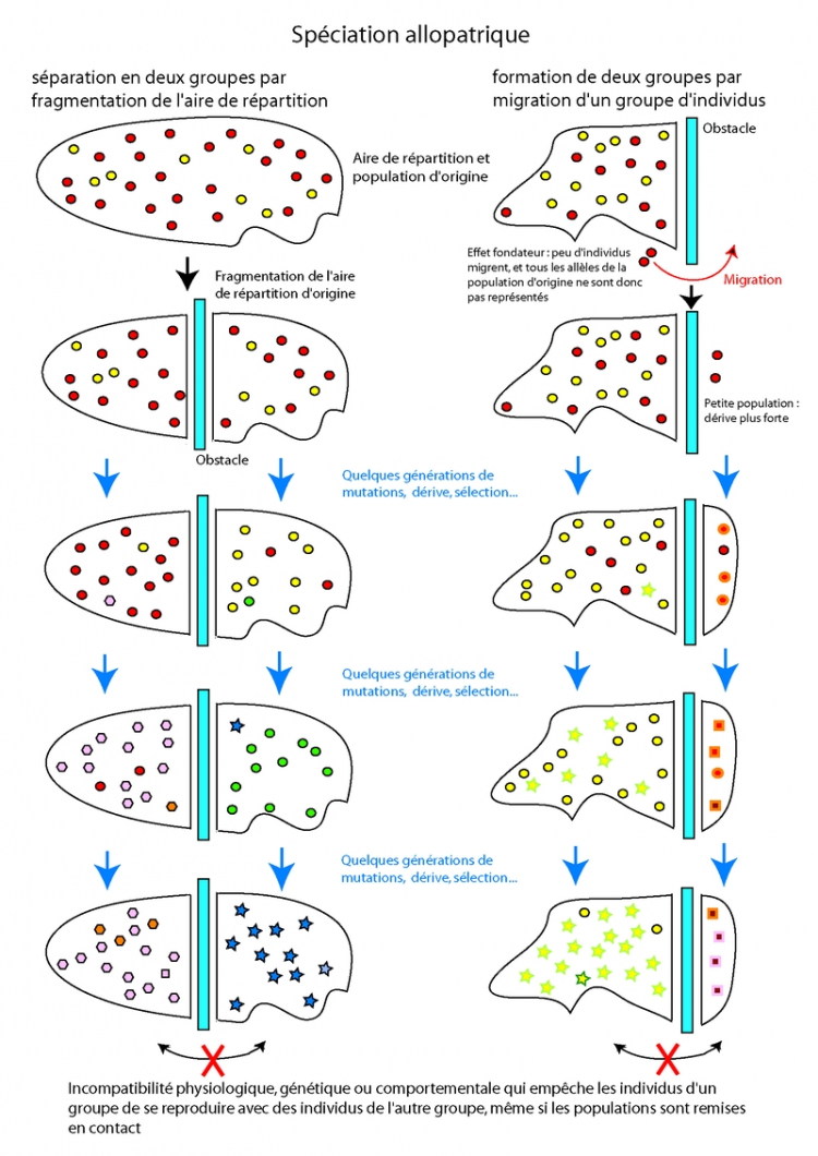 La spéciation allopatrique