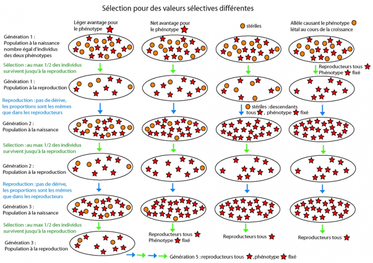 Sélection pour des valeurs sélectives différentes