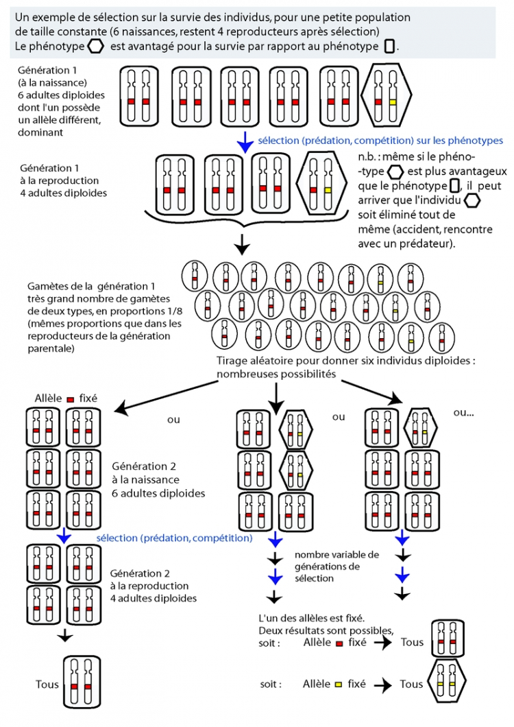 Un exemple de sélection d'un allèle