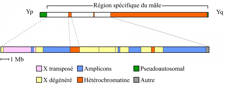 Carte du chromosome Y