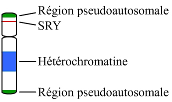 Schéma du chromosome Y humain