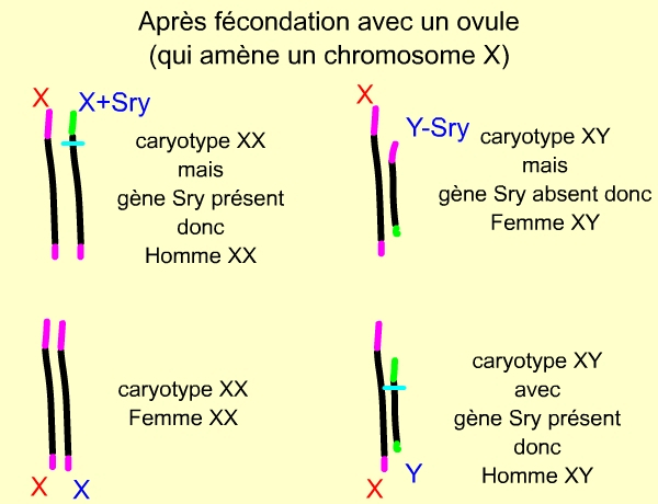 Caryotype après fécondation avec un ovule