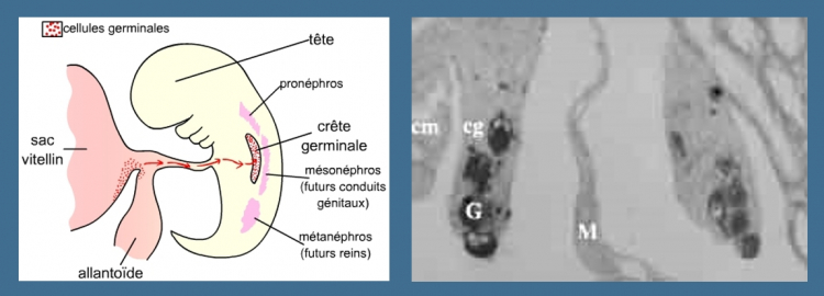 Colonisation des crêtes génitales par les cellules germinales