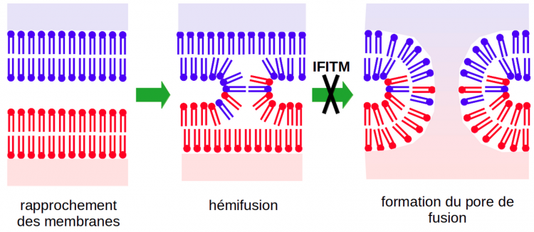 Inhibition de la fusion membranaire par les IFITM après l’hémifusion