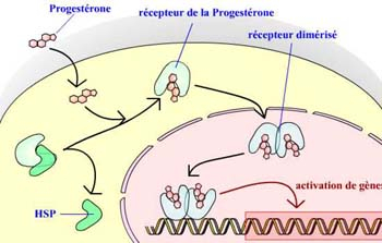 Schéma du mode d'action de la progestérone