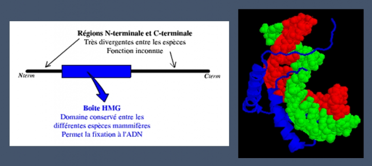 Fixation de la protéine SRY sur l'ADN