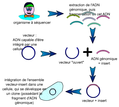 Fabrication d'une banque d'ADN génomique