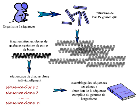 Principe général du séquençage