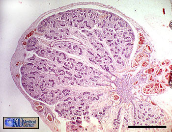 Coupe de testicule foetal humain