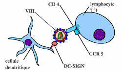 Schématisation de la relation entre cellule dendritique, VIH et lymphocyte T4 