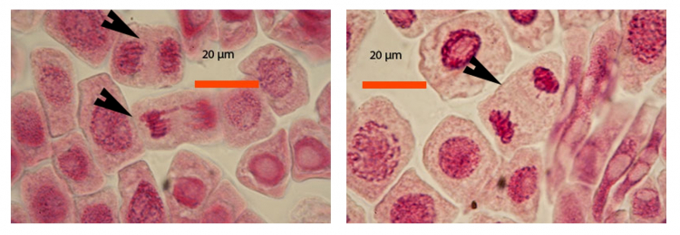 Coloration de cellules de racines d’échalote à l’aide de jus de myrtilles: anaphase et télophase