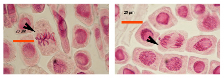 Coloration de cellules de racines d’échalote à l’aide de jus de myrtilles: métaphase et anaphase