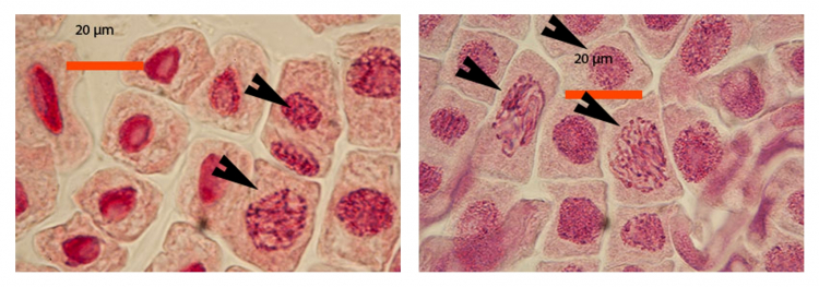 Coloration de cellules de racines d’échalote à l’aide de jus de myrtilles: prophase