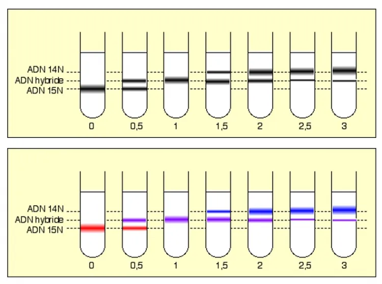Position des différentes bandes au cours du temps Meselson et Stahl