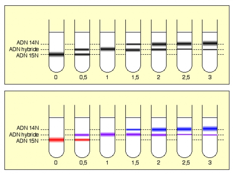 Position des différentes bandes au cours du temps Meselson et Stahl