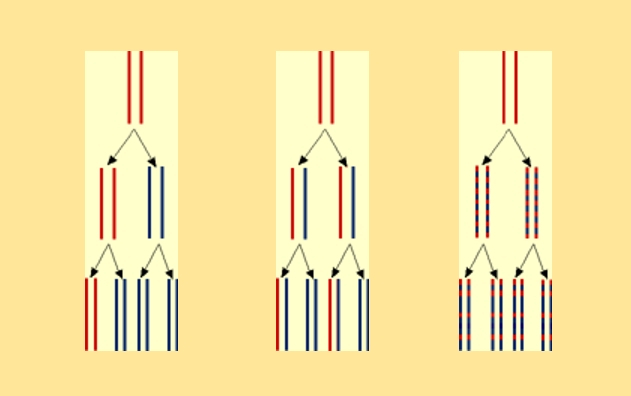 Trois modèles de réplication de l'ADN