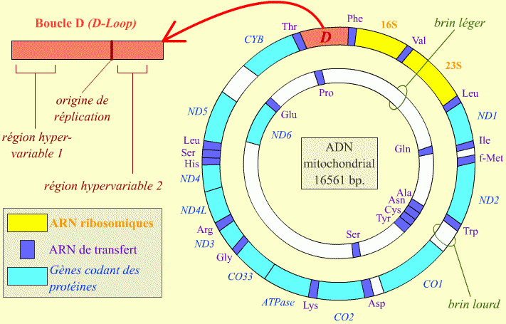 Carte du génome mitochondrial