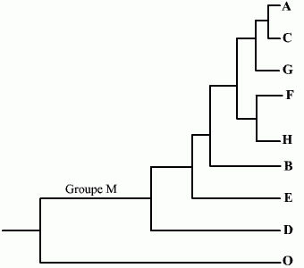 Arbre phylogénétique des 9 sous-types de VIH-1