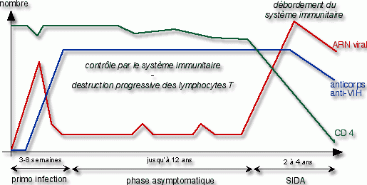 Évolution de quelques paramètres lors de l'infection