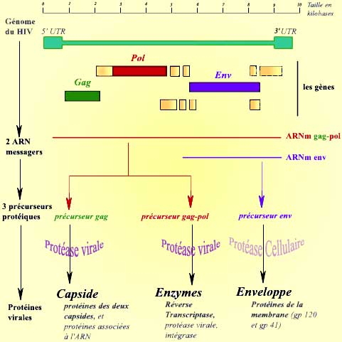 Structure du génome de VIH-1