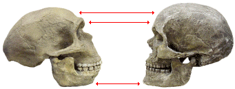 Comparaison entre un crâne d’H. neanderthalensis et un crâne d’H. sapiens