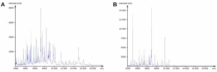 Exemples de spectres obtenus par MALDI-TOF