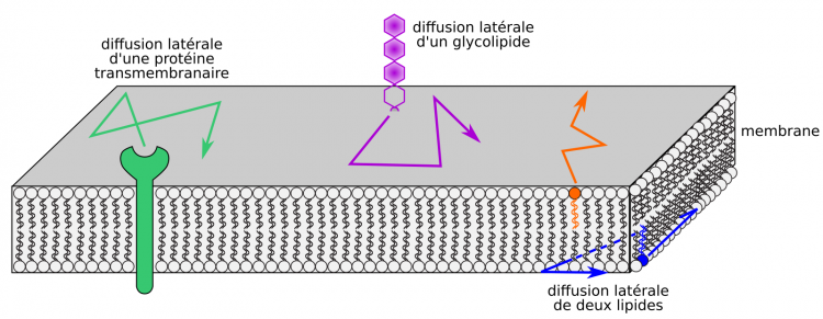 Les composants des membranes diffusent dans le plan de la membrane (dynamique horizontale ou latérale)