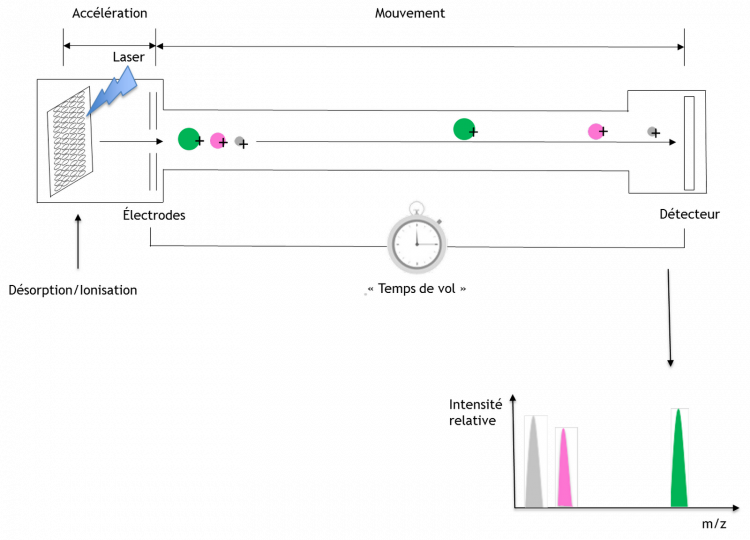 Principe de fonctionnement de la technologie MALDI-TOF